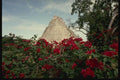 033002 Pyramid Of The Magician With Bougainvillea, Uxmal A4 Photo Print