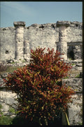 033053 Red Croton Bush At Mayan Ruins, Tulum A4 Photo Print
