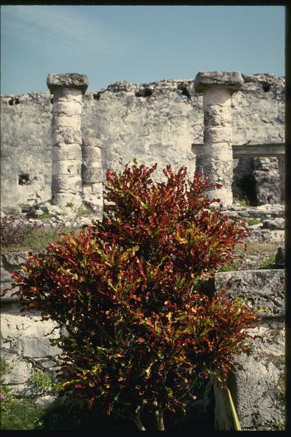 033053 Red Croton Bush At Mayan Ruins, Tulum A4 Photo Print