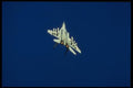 034038 Mikoyan MIG 29 Fulcrum  Soviet Air Force A4 Photo Print