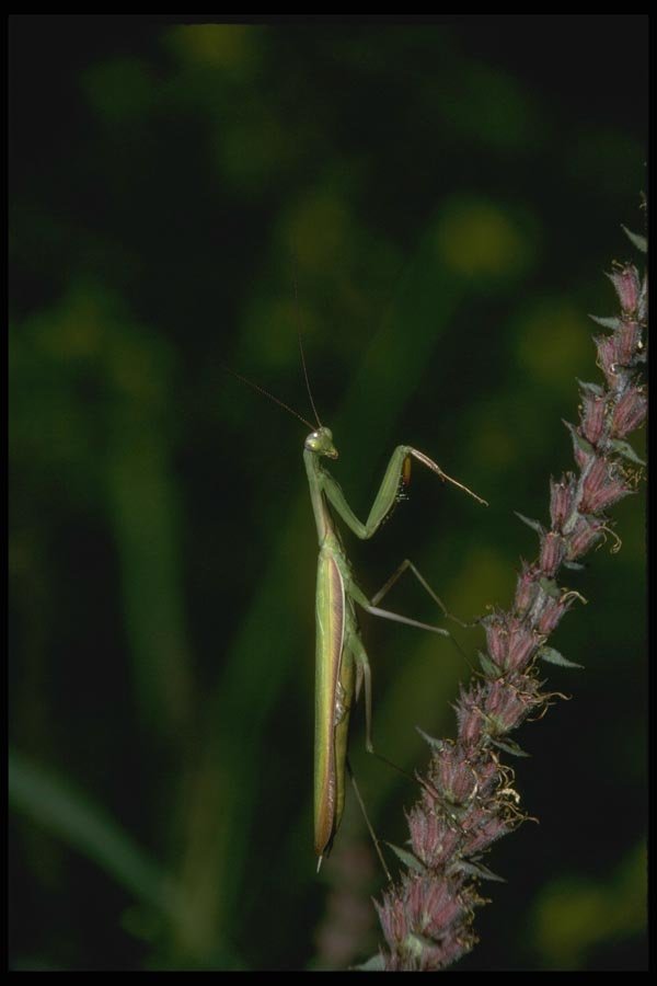 035000 Praying Mantis A4 Photo Print