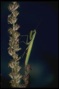035001 Praying Mantis On Purple Loosestrife A4 Photo Print