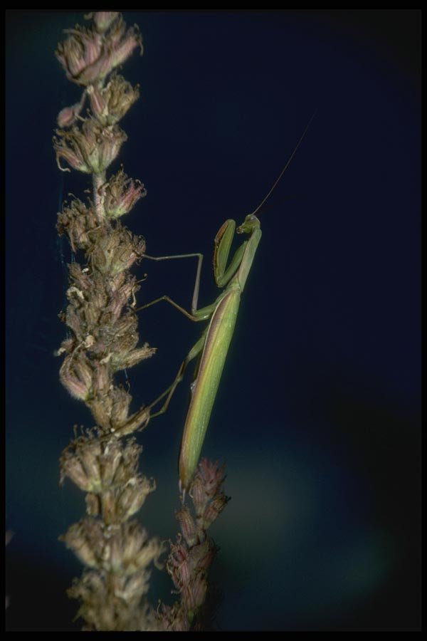 035001 Praying Mantis On Purple Loosestrife A4 Photo Print