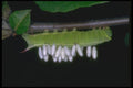 035002 Sphinx Moth Caterpillar Parasitized By Braconid Wasps A4 Photo Print