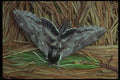 035003 Apple Sphinx Moth A4 Photo Print