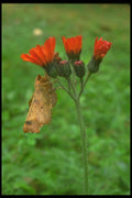 035004 Moth On Range Hawkweed A4 Photo Print