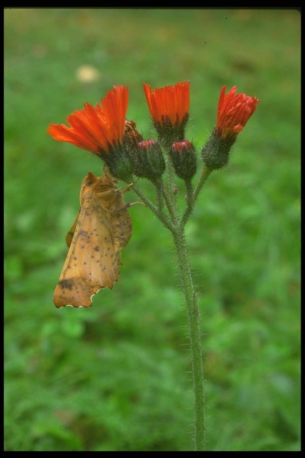 035004 Moth On Range Hawkweed A4 Photo Print