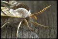 035005 Moth A4 Photo Print