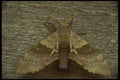 035006 Underwing Moth A4 Photo Print
