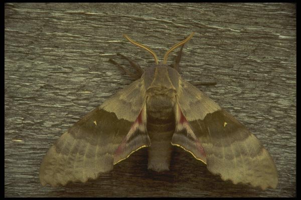 035006 Underwing Moth A4 Photo Print
