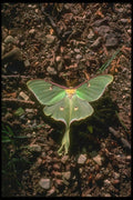 035007 Luna Moth A4 Photo Print