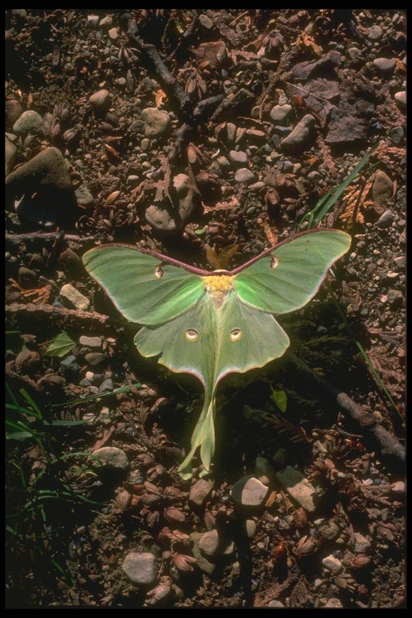 035007 Luna Moth A4 Photo Print