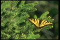 035009 Tiger Swallowtail Butterflies A4 Photo Print