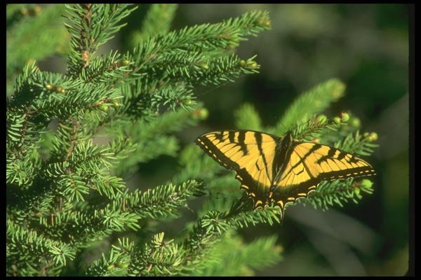 035009 Tiger Swallowtail Butterflies A4 Photo Print
