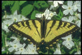 035010 Eastern Tiger Swallowtail Butterfly A4 Photo Print
