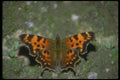 035011 Comma Butterfly A4 Photo Print
