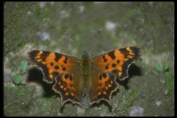 035011 Comma Butterfly A4 Photo Print