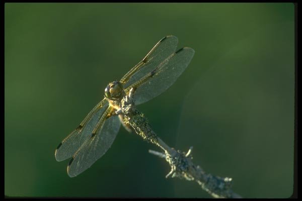 035012 Dragonfly A4 Photo Print