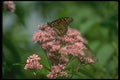 035013 Monarch Butterfly A4 Photo Print