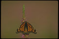 035014 Monarch Butterfly On Purple Loosestrife A4 Photo Print