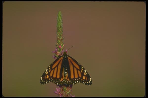 035014 Monarch Butterfly On Purple Loosestrife A4 Photo Print