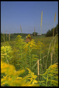 035015 Monarch Butterfly On Goldenrod A4 Photo Print