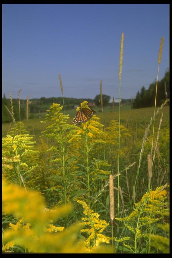 035015 Monarch Butterfly On Goldenrod A4 Photo Print