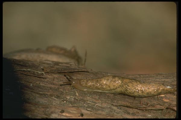 035016 Slug A4 Photo Print