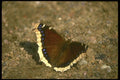 035017 Mourning Cloak Butterfly A4 Photo Print