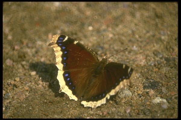 035017 Mourning Cloak Butterfly A4 Photo Print
