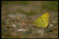 035018 Sulphur Butterfly A4 Photo Print