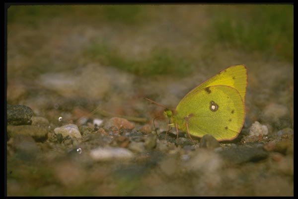 035018 Sulphur Butterfly A4 Photo Print