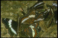 035019 White Admirals And Eyed Browns Butterflies A4 Photo Print