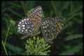 035020 Atlantis Fritillaries Butterflies A4 Photo Print