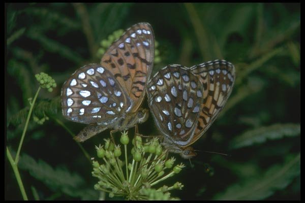 035020 Atlantis Fritillaries Butterflies A4 Photo Print
