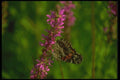 035021 Red Admiral Butterfly On Loosestrife A4 Photo Print