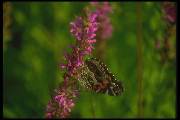 035021 Red Admiral Butterfly On Loosestrife A4 Photo Print