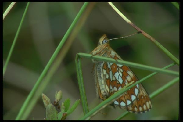 035022 Bog Fritillary Butterfly A4 Photo Print