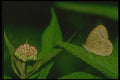 035023 Eyed Brown Butterfly A4 Photo Print
