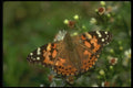 035024 Painted Lady Butterfly A4 Photo Print