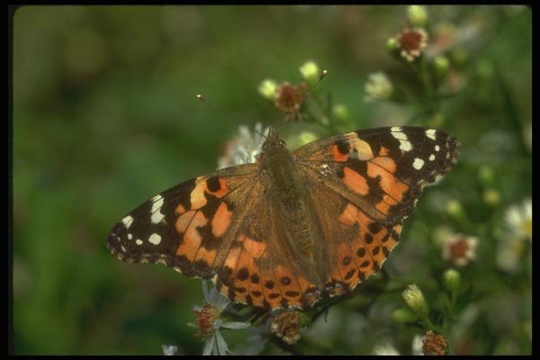 035024 Painted Lady Butterfly A4 Photo Print