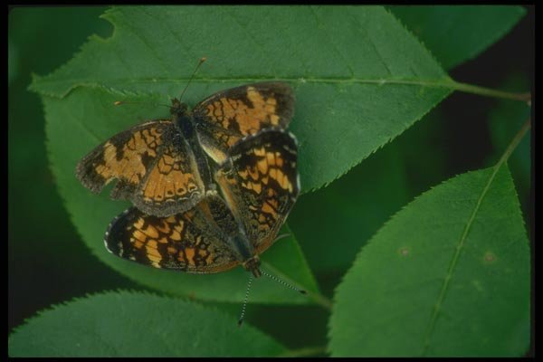 035025 Pearl Crescent Butterfly A4 Photo Print