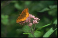 035026 Great Spangled Fritillary Butterfly A4 Photo Print