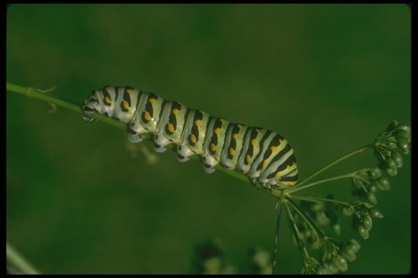 035027 Black Swallowtail Caterpillar On Parsley A4 Photo Print