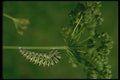 035028 Black Swallowtail Caterpillar On Chrysalis A4 Photo Print