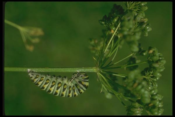 035028 Black Swallowtail Caterpillar On Chrysalis A4 Photo Print