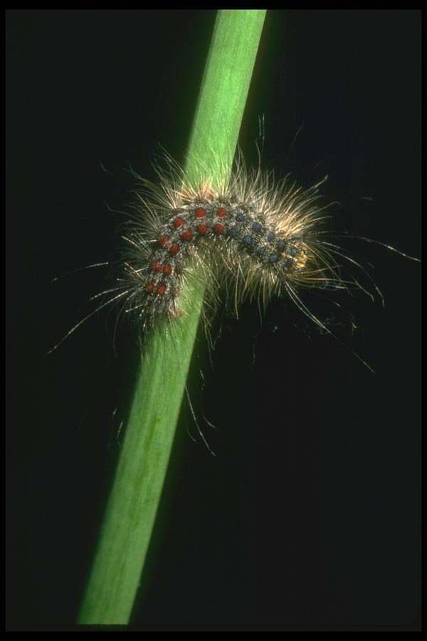 035029 Gypsy Moth Caterpillar A4 Photo Print