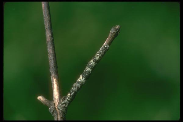 035030 Noctuid Moth Caterpillar A4 Photo Print