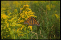 035031 Monarch Butterfly On Goldenrod A4 Photo Print