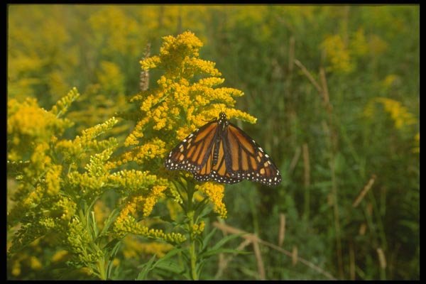 035031 Monarch Butterfly On Goldenrod A4 Photo Print